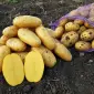 Семенной картофель Гранада 1-2 репродукция - фото № 1