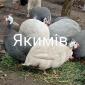 Инкубационные яйца цесарок - фото № 1