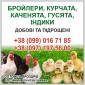Бройлеры ,цыплята ,утята ,гуси,индики. - фото № 1