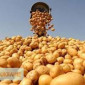 Продам оптом від виробника насіння картоплі Арізона. Умань - фото № 1