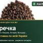 Продам насіння гречки - фото № 1