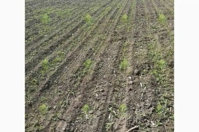 Verti-till турбокультиватор green wave 5, 2- фото № 1