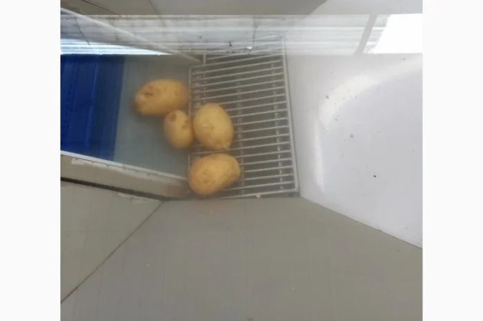 Конвеєр-транспортер для харчових продуктів STvega Elevator H320- фото № 5