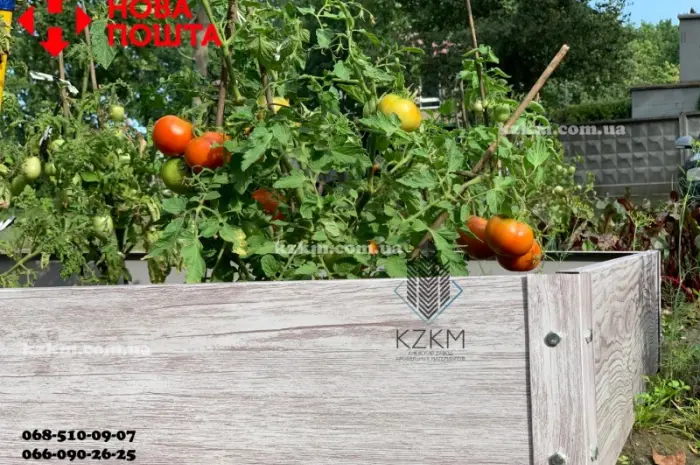 Грядка городна- фото № 2