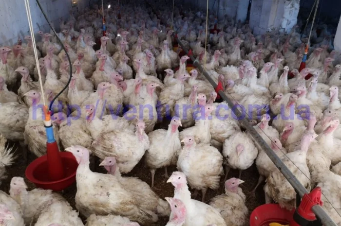 Оборудование для птичников- фото № 3