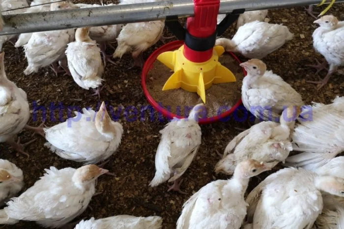 Оборудование для птичников- фото № 4