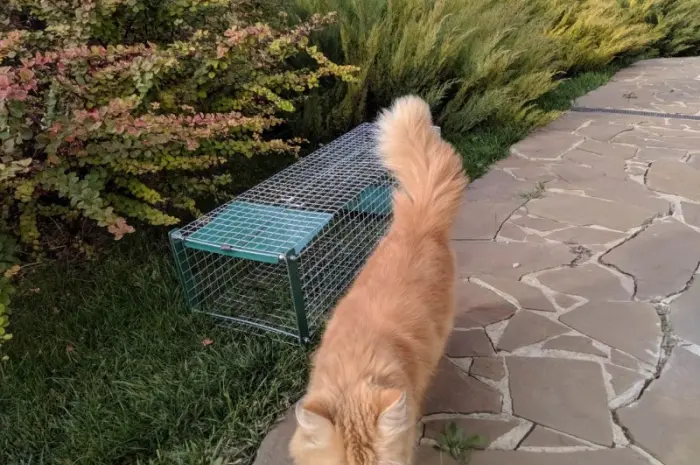 Живоловушка на кота. Метровая живоловка. Котоловка c педалью. Суперкотоловушка- фото № 8
