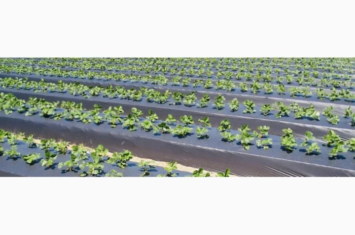 Мульчуюча плівка Vatan Plastik- фото № 1