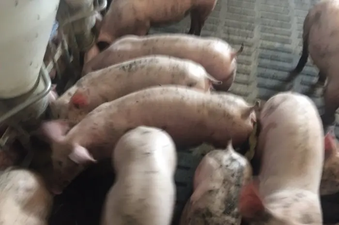 Продам поросят живою вагою м'ясник 3х породний гібрид будь-якої вагової категорії- фото № 1
