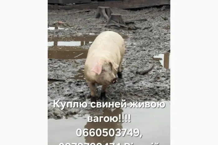 Куплю свиней- фото № 1