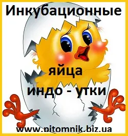 Яйця інкубаційні мускусної качки (індо-качка- фото № 1