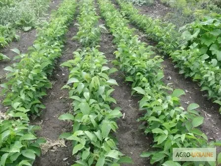 Продам саджанці грецького горіха- фото № 3