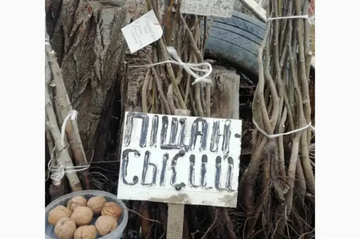 Продам саджанці грецького горіха- фото № 1