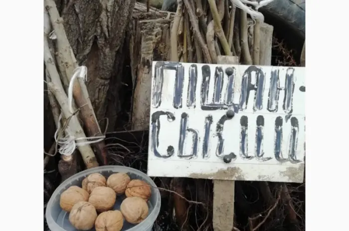 Продам саджанці грецького горіха- фото № 9
