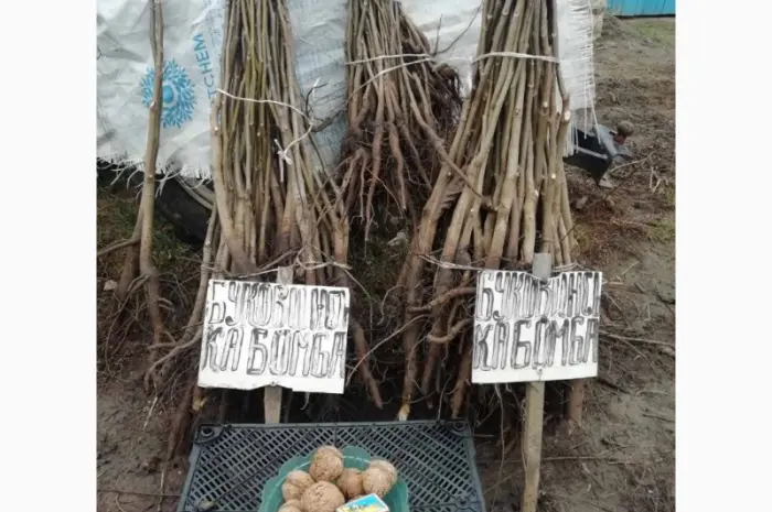 Продам саджанці грецького горіха- фото № 11
