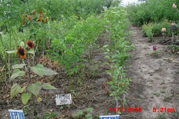 Продам саджанці грецького горіха- фото № 7