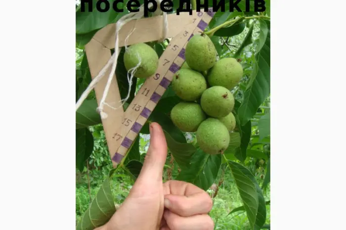 Скороплідний морозостійкий горіх- фото № 1