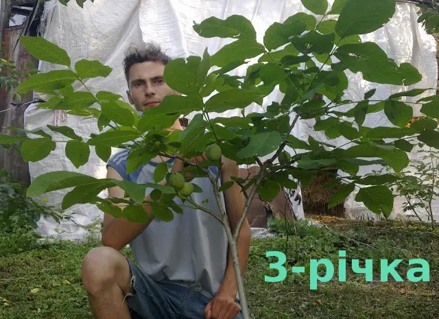 Скороплідний морозостійкий горіх- фото № 2