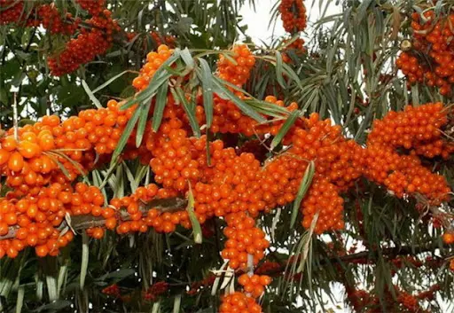 Обліпиха крупноплідна безшипна саджанці дешево- фото № 7