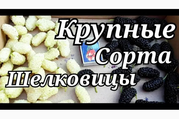 Шелковица черенки огромная: черная- фото № 1