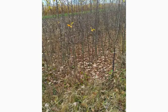 Продам дворічні саджанці яблук вищої категорії на 106-й корінь- фото № 1
