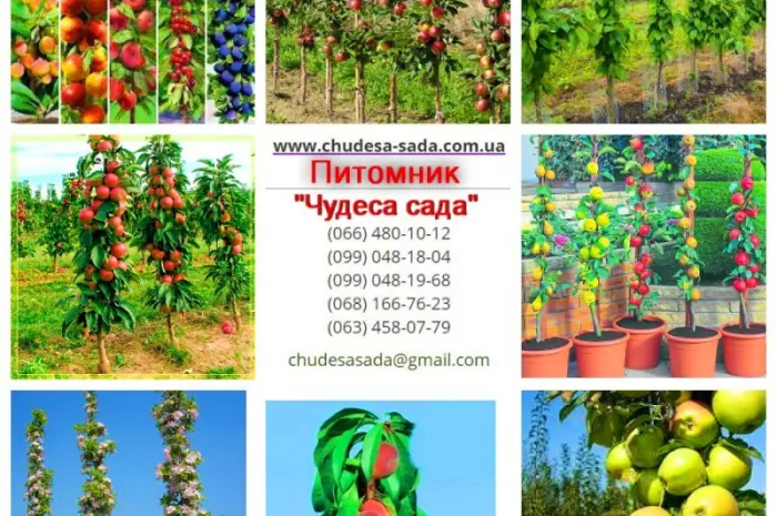 Колоновидные деревья слива- фото № 1