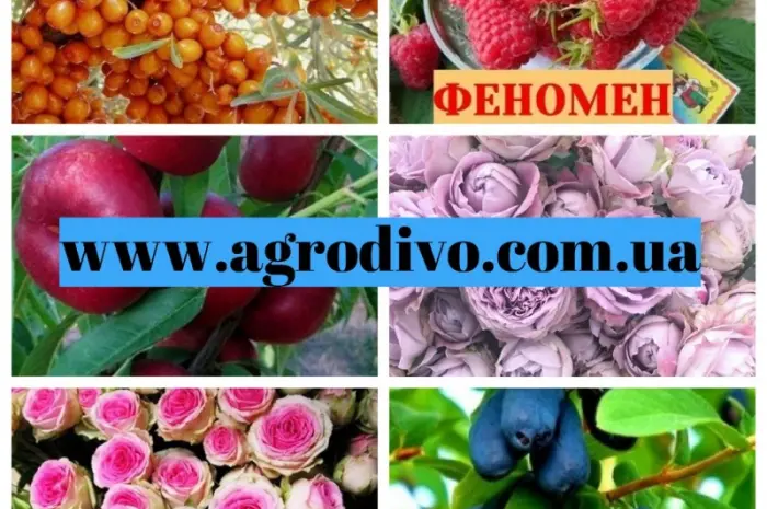 Саджанці нових і старих сортів від виробника в розсаднику "АГРОДИВО"- фото № 1