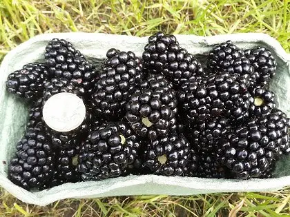 Саджанці крупноплідних сортів персика- фото № 4