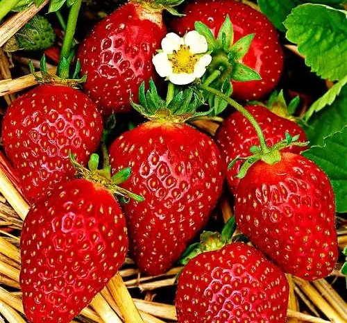 Полуниця Корона (Korona Strawberry) саджанці полуниці Фріго- фото № 1