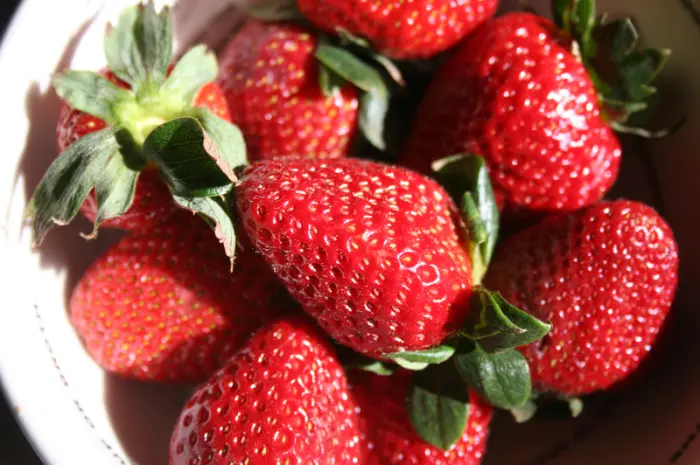 Полуниця Румба (Rumba Strawberry) саджанці полуниці Фріго- фото № 1