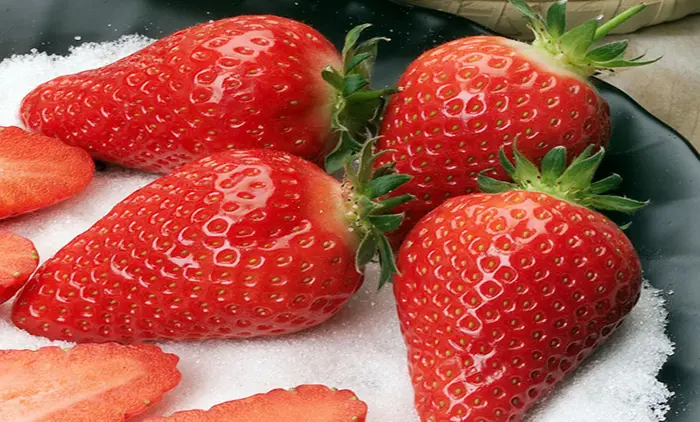 Саджанці полуниці сорту Альба (Alba Strawberry) Фріго- фото № 1