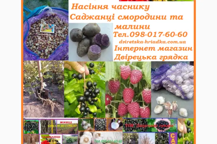 Саженцы ремонтантної малини от производителя первого сорта цена дог- фото № 2