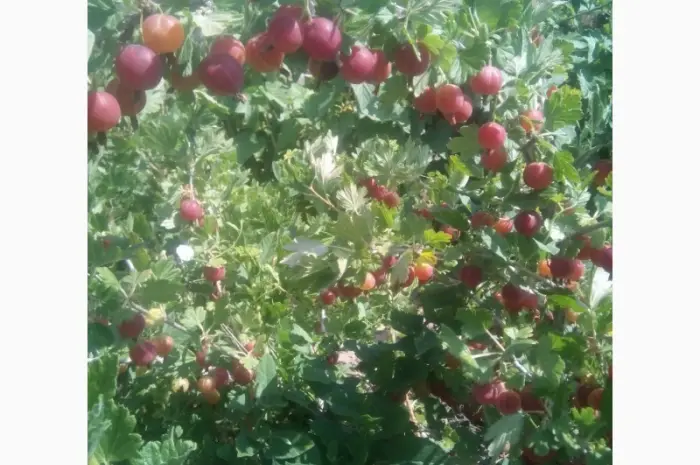 Продам саджанці аґрусу Зелений дощ- фото № 2