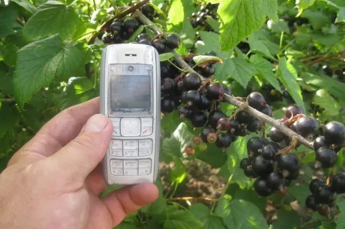 Продам саджанці чорної смородини- фото № 1