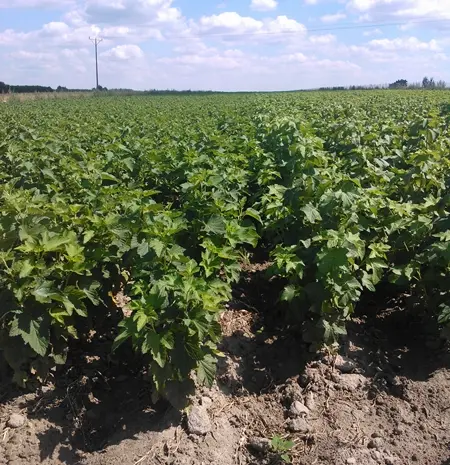 Продам ліцензійні саджанці чорної смородини польських сортів- фото № 3