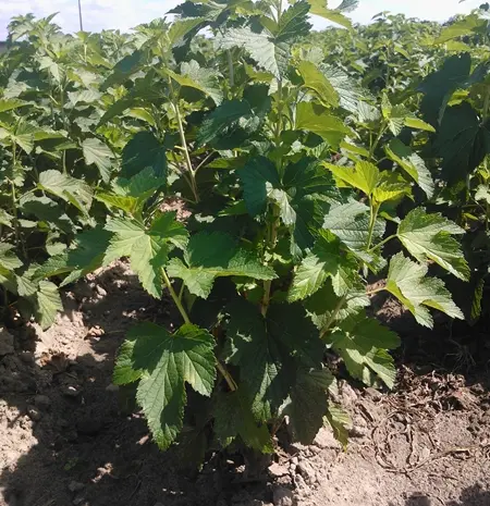 Продам ліцензійні саджанці чорної смородини польських сортів- фото № 4