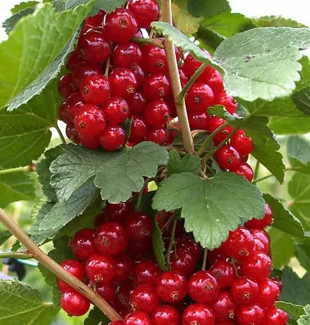 Продам саджанці порічки- фото № 1