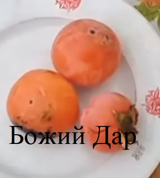 Саженцы хурмы- фото № 1