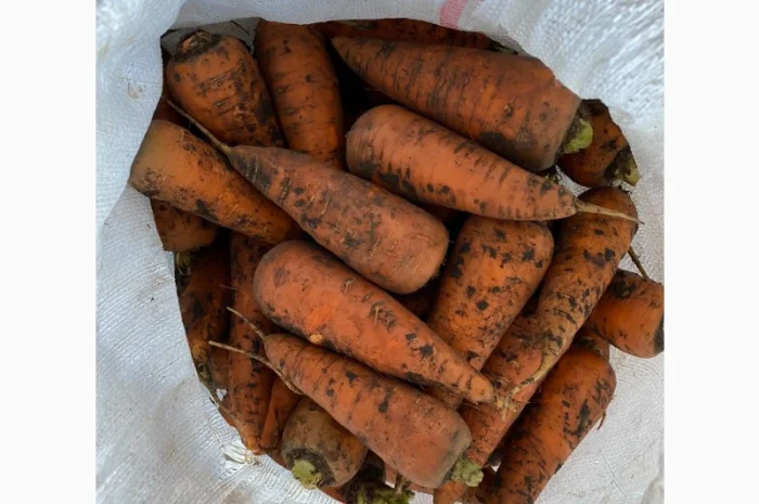 Покупка моркви та цибулі від постачальника від 10 тонн- фото № 1