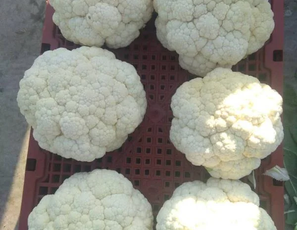 Продаж овочів та фруктів від Китайського постачальника- фото № 1