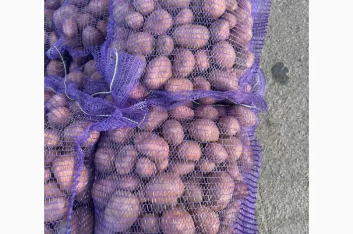 Продам продовольчу та насінневу картоплю від Ф.Г- фото № 5