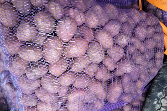 Продам картофель большой семенной.рівєра пікасо арізона балароса коломбо- фото № 1