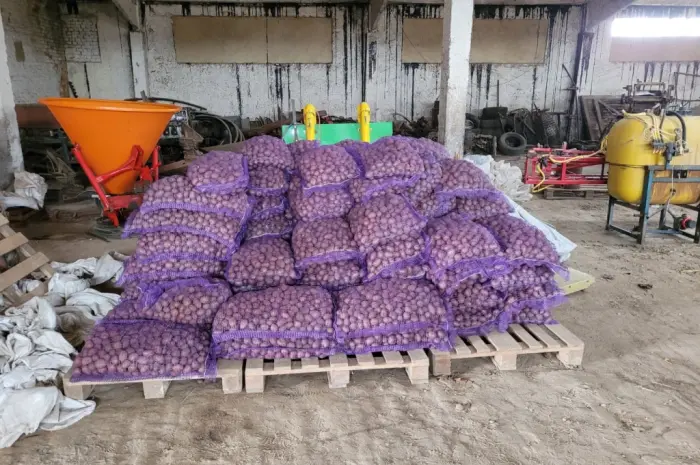 Продам картофель большой семенной.рівєра пікасо арізона балароса коломбо- фото № 3
