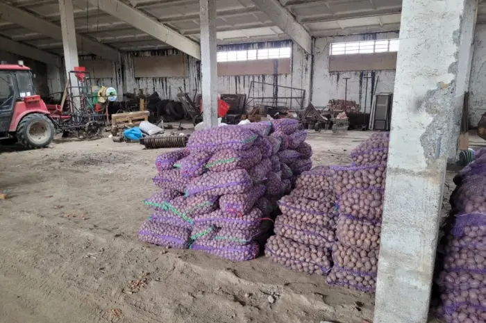 Продам картофель большой семенной.рівєра пікасо арізона балароса коломбо- фото № 4