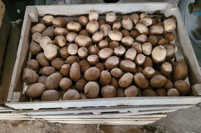 Продам картофель большой семенной.рівєра пікасо арізона балароса коломбо- фото № 5