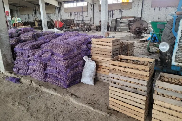 Продам картофель большой семенной.рівєра пікасо арізона балароса коломбо- фото № 6