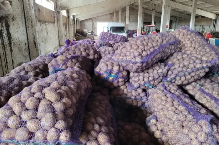 Продам картофель большой семенной.рівєра пікасо арізона балароса коломбо- фото № 7