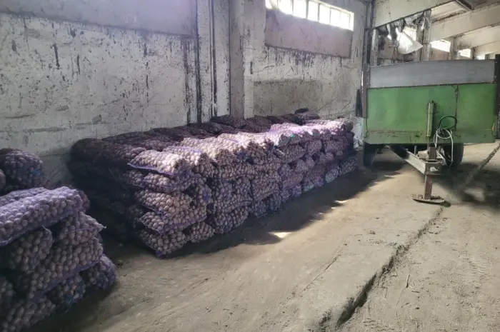 Продам картофель большой семенной.рівєра пікасо арізона балароса коломбо- фото № 8