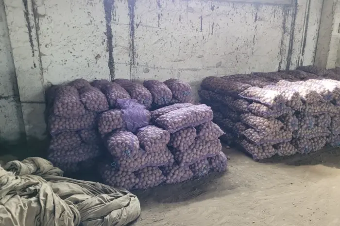 Продам картофель большой семенной.рівєра пікасо арізона балароса коломбо- фото № 9