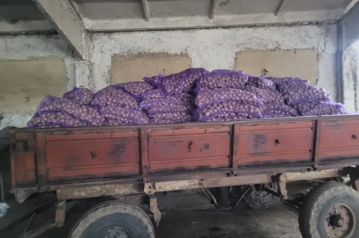 Продам картофель большой семенной.рівєра пікасо арізона балароса коломбо- фото № 10
